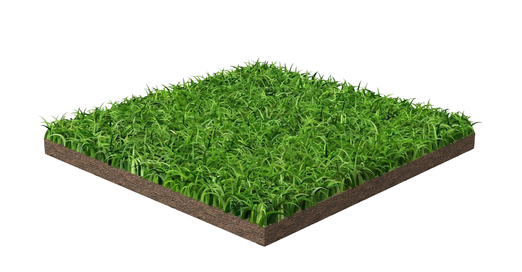 Rumput Jepang